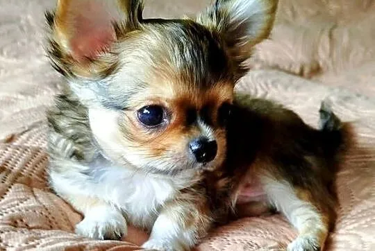 Chihuahua maleńki piesek długowłosy, Wielkopolskie, Konin