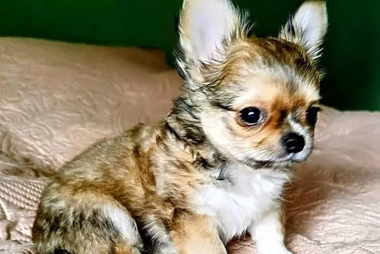 Chihuahua maleńki piesek długowłosy, Wielkopolskie, Konin