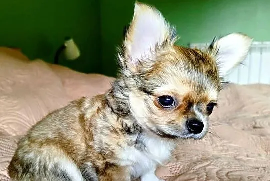 Chihuahua maleńki piesek długowłosy, Wielkopolskie, Konin