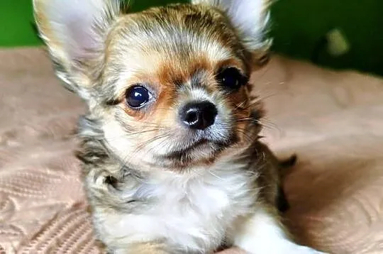 Chihuahua maleńki piesek długowłosy, Wielkopolskie, Konin