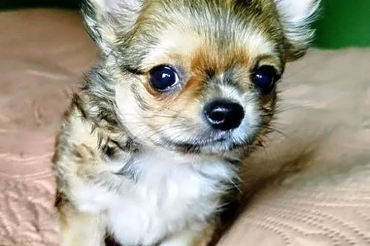 Chihuahua maleńki piesek długowłosy, Wielkopolskie, Konin