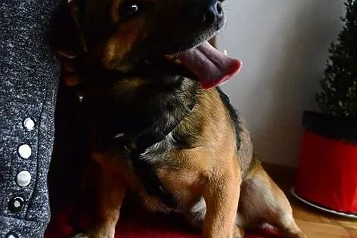 Maczo -maly piesek w typie pakera:) szuka domu,  m