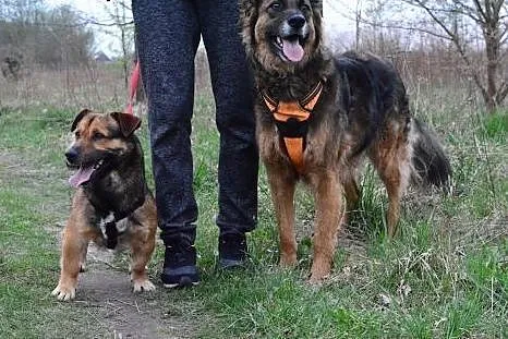 Maczo -maly piesek w typie pakera:) szuka domu,  m
