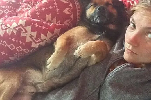 Maczo -maly piesek w typie pakera:) szuka domu,  m