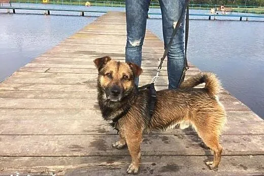 Maczo -maly piesek w typie pakera:) szuka domu,  m