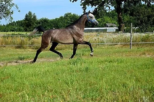 Wałach arabski arab wysoki!, , 