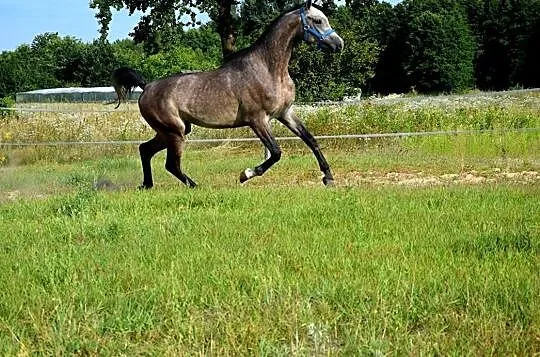 Wałach arabski arab wysoki!, , 