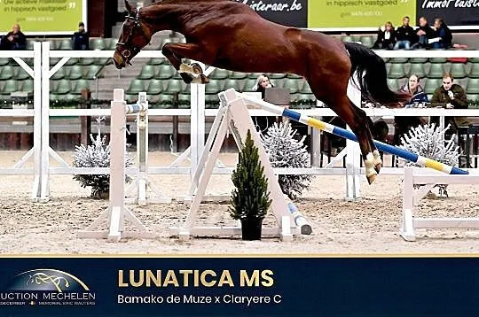 Sprzedam klacz BAMAKO DE MUZE x CLARYERE C x CARETINO, , 