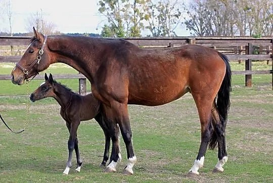 Sprzedam klacz BAMAKO DE MUZE x CLARYERE C x CARETINO, , 