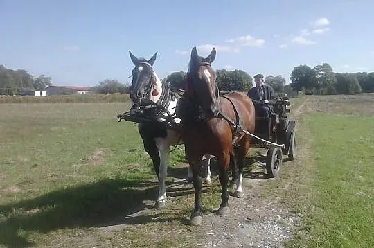 Sprzedam klacze zaprzęgowe