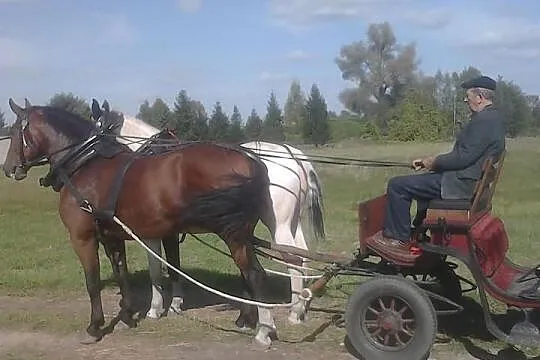 Sprzedam klacze zaprzęgowe