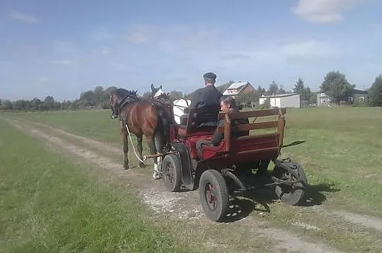 Sprzedam klacze zaprzęgowe