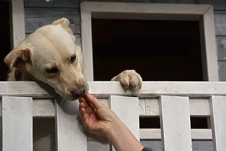 FENDER - biszkoptowa przylepa szuka swojego Człowi