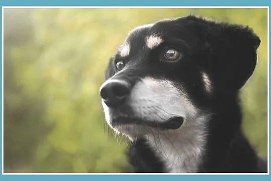 12 kg, 3 lata, sympatyczny,kontaktowy ,radosny psiak BUGIEL_Adopcja