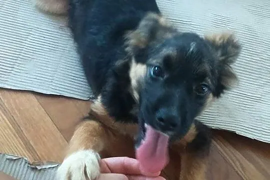4 miesięczna suczka BUSIA szuka domu! SZCZENIAK ADOPCJA