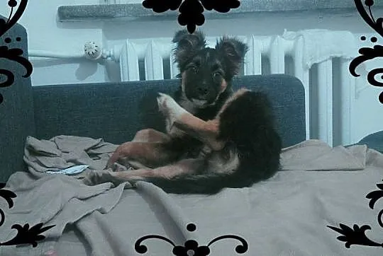4 miesięczna suczka BUSIA szuka domu! SZCZENIAK AD