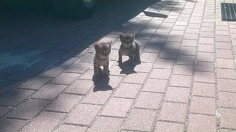 Malutkie kociaki szukają domów