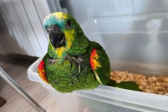 Amazonki oswojone