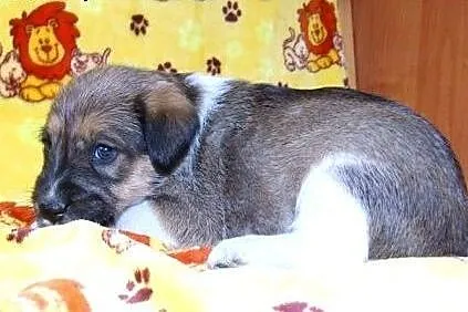 Pieski i suczki 6 tyg adopcja!!,  świętokrzyskie Kielce