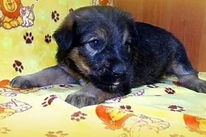 Pieski i suczki 6 tyg adopcja!!,  świętokrzyskie K