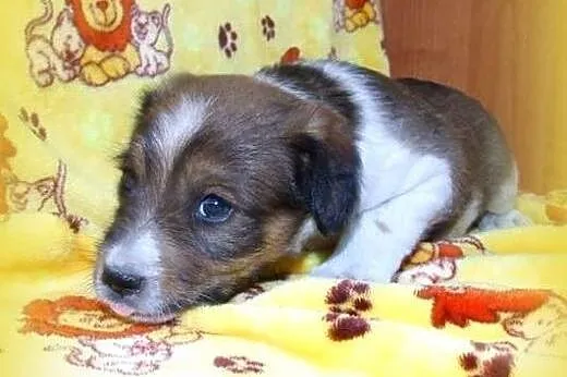 Pieski i suczki 6 tyg adopcja!!,  świętokrzyskie K