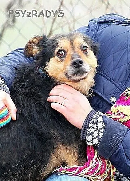 KORAL - strasznie fajny pies do adopcji