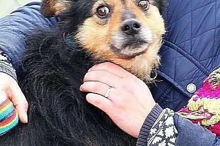 KORAL - strasznie fajny pies do adopcji