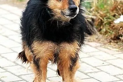 KORAL - strasznie fajny pies do adopcji