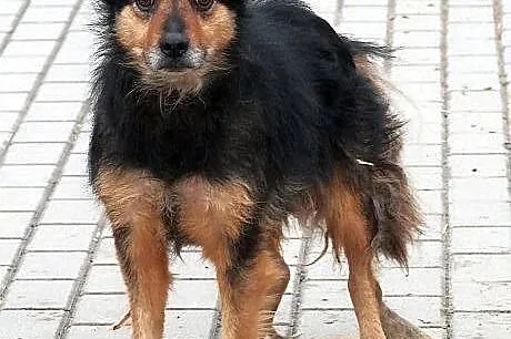 KORAL - strasznie fajny pies do adopcji