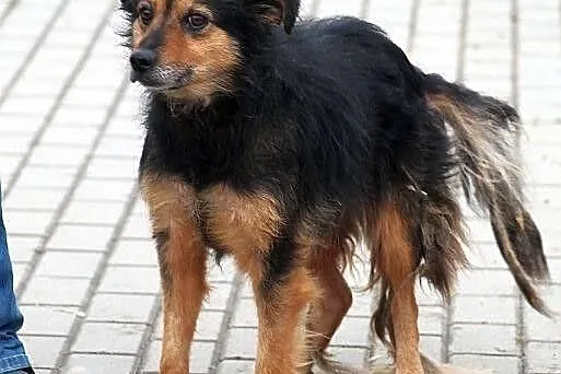 KORAL - strasznie fajny pies do adopcji