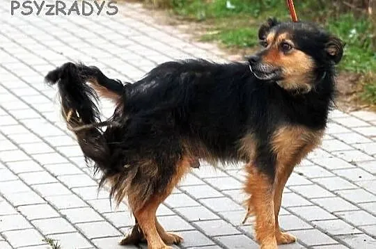 KORAL - strasznie fajny pies do adopcji