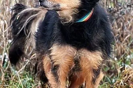 KORAL - strasznie fajny pies do adopcji