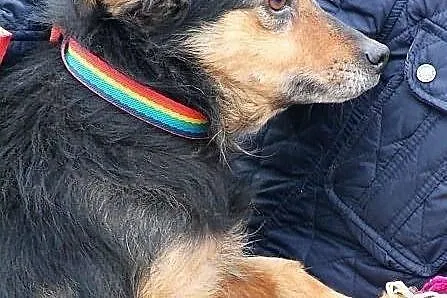 KORAL - strasznie fajny pies do adopcji