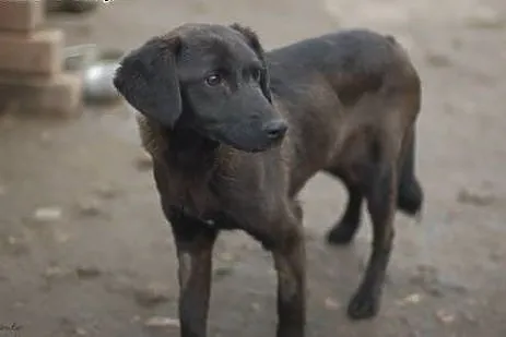 Wega - młoda, drobna, towarzyska sunia ADOPCJA,  K