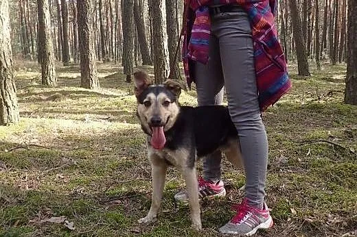 Morgan szuka swojego człowieka,  wielkopolskie Poz
