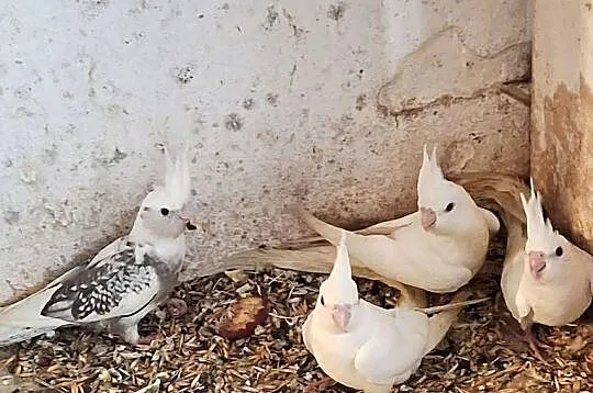 Nimfy bladoglowe  albinosy, Śląskie, Rybnik