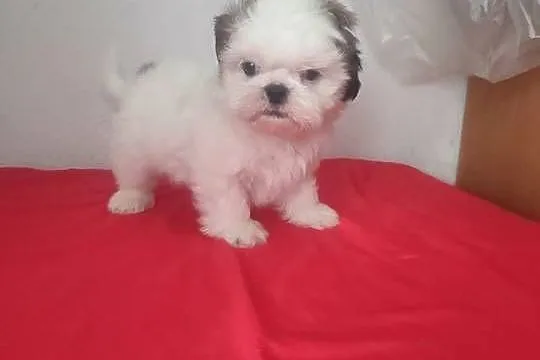 Piesek SHIH-TZU