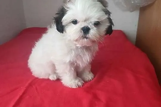 Piesek SHIH-TZU, Łódzkie, Wieluń