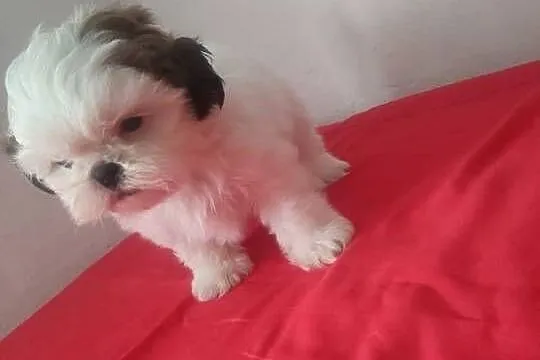 Piesek SHIH-TZU, Łódzkie, Wieluń