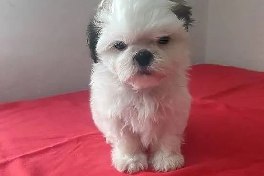 Piesek SHIH-TZU, Łódzkie, Wieluń