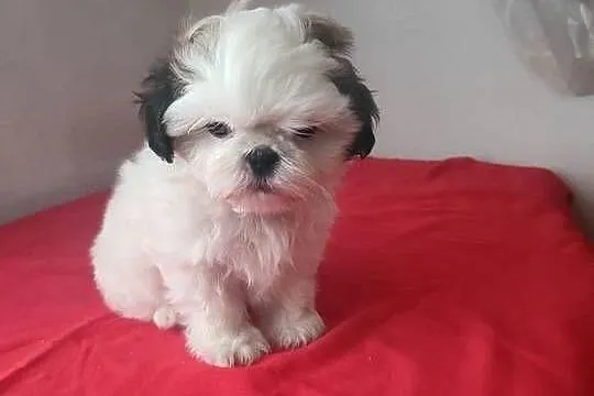 Piesek SHIH-TZU, Łódzkie, Wieluń