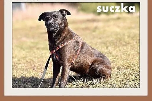 RÓŻYCZKA,mała 6 kg,łagodna,delikatna,tulaśna suczka.ADOPCJA,  wielkopolskie Rzeszów