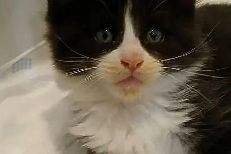 Maine Coon kocurki Warszawa