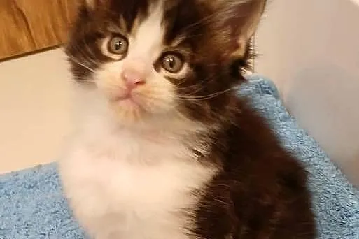 Maine Coon kocurki Warszawa, Mazowieckie, Warszawa