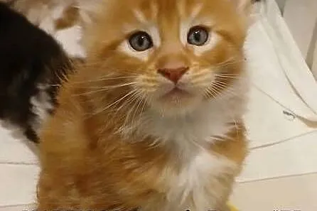 Maine Coon kocurki Warszawa, Mazowieckie, Warszawa