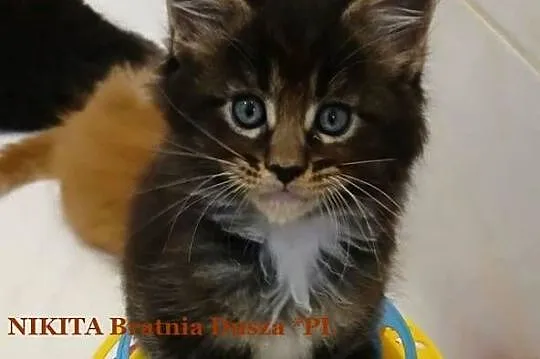 Maine Coon kocurki Warszawa, Mazowieckie, Warszawa