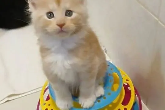 Maine Coon kocurki Warszawa, Mazowieckie, Warszawa