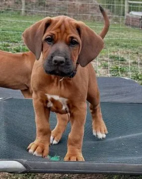 Urocze szczenięta bloodhound do adopcji e-mail: {{dorotapaula829@gmail.com}}