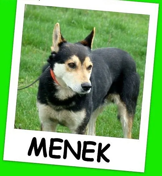 Husky mix, aktywny, średni pies MENEK ,towarzyski,
