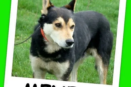 Husky mix, aktywny, średni pies MENEK ,towarzyski,